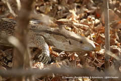 Varanus albigularis albigularis