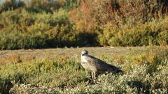Larus michahellis