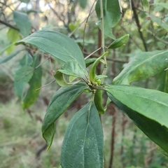 Prostanthera lasianthos