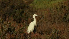 Egretta garzetta