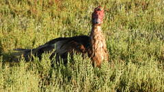 Cairina moschata domestica