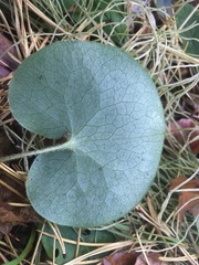 Asarum europaeum