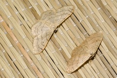 Idaea aversata