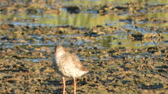Tringa totanus