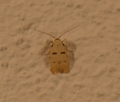 Stibaromacha ratella