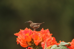 Chalcomitra senegalensis