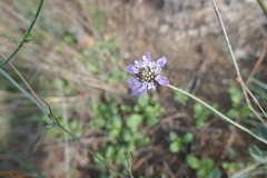 Scabiosa columbaria