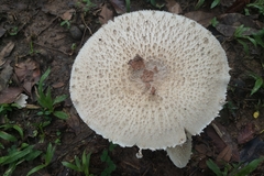 Clarkeinda trachodes