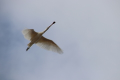Platalea flavipes