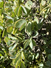 Roepera cordifolia