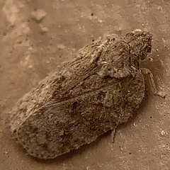 Flatoidinus punctatus