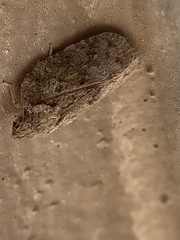 Flatoidinus punctatus