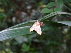 Mabra eryxalis