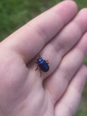 Chrysolinina
