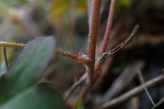 Oxalis corniculata