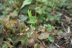 Oxalis corniculata