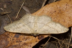 Idaea aversata