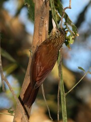 Dendroplex picus