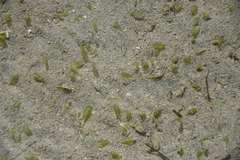 Halophila