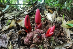 Balanophora laxiflora