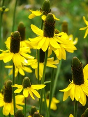 Rudbeckia californica