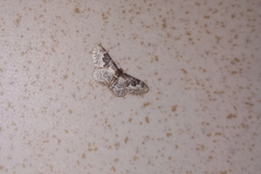 Idaea rusticata