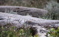 Colluricincla harmonica