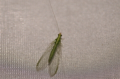 Chrysoperla