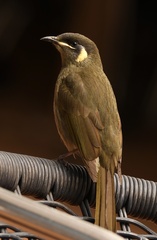 Meliphaga lewinii