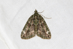 Chloroclysta siterata