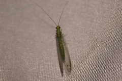 Chrysoperla