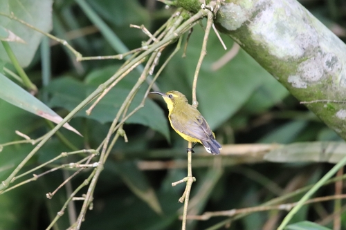 Sahul Sunbird (Cinnyris frenatus), photo 8