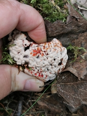 Hydnellum peckii