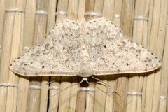 Scopula marginepunctata