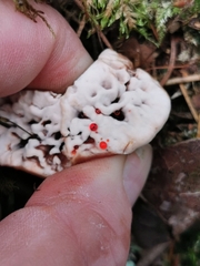 Hydnellum peckii