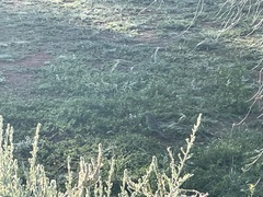 Neophema chrysostoma