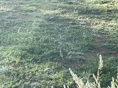 Neophema chrysostoma