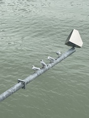 Chroicocephalus ridibundus