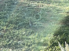 Neophema chrysostoma