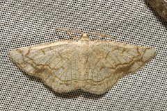 Stegania dilectaria