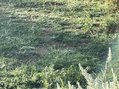 Neophema chrysostoma