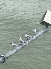 Chroicocephalus ridibundus