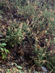 Erica vagans