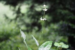 Pollia japonica