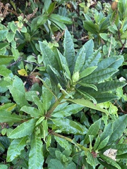 Rhododendron ponticum