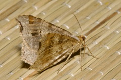 Macaria alternata