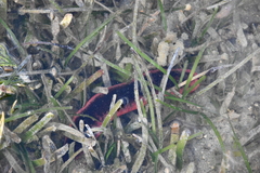 Holothuria edulis