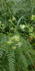 Silene baccifera japonicus