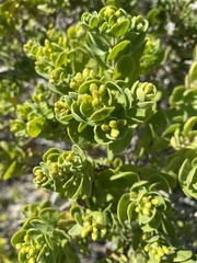 Colpoon compressum