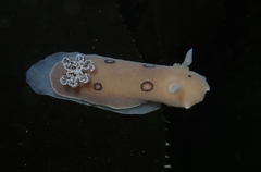 Diaulula sandiegensis